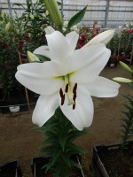 [4618 VZ H08 4525-01 No02.JPG]